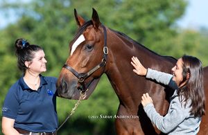 Image post by @thoroughbred_daily_news on Instagram