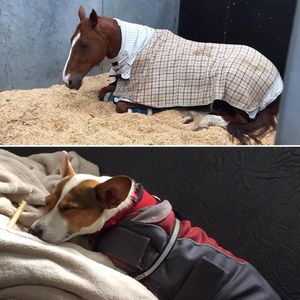 Image post by @snaffle_it on Instagram