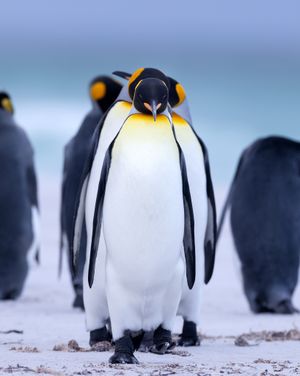 Image post by @discovery on Instagram