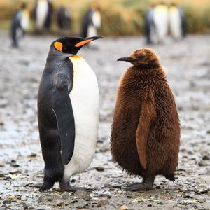 Image post by @discovery on Instagram