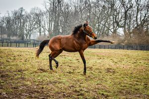 Image post by @myracehorse_ on Instagram