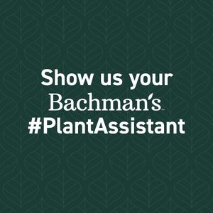 Image post by @shopbachmans on Instagram