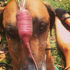 Image post by @communityloaves on Instagram