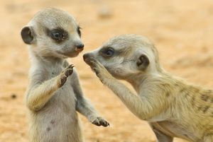 Image post by @animalplanet on Instagram