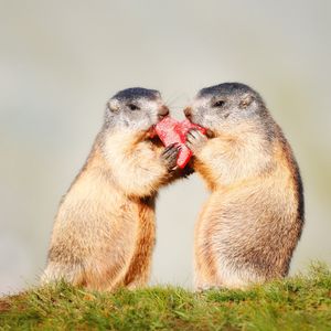 Image post by @discovery on Instagram
