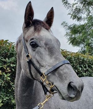 Image post by @australianturfclub on Instagram