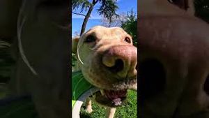 Video post by @gopro on YouTube