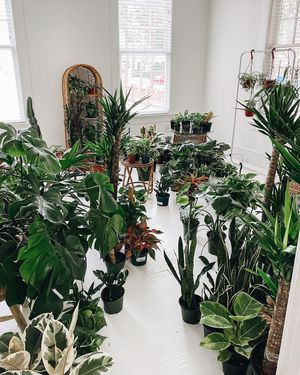 Image post by @thegreenhousejax on Instagram