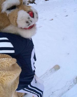 Image post by @cosmo_cougar on Instagram