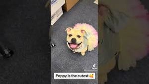 Video post by @livelikeroofoundation on YouTube