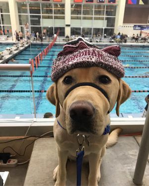 Image post by @fordhamswimdive on Instagram