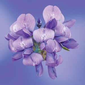 Image post by @lotuswei on Instagram