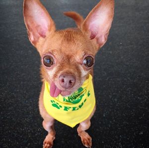 Image post by @animalplanet on Instagram