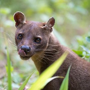 Image post by @animalplanet on Instagram