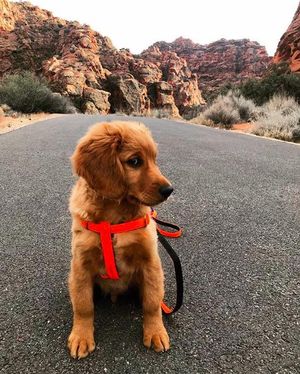 Image post by @triumphpetfood on Instagram