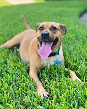 Image post by @evolvepetfood on Instagram