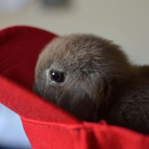Image post by @animalplanet on Instagram