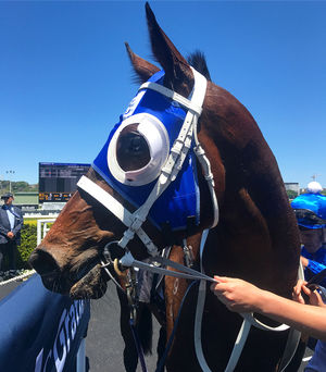 Image post by @australianturfclub on Instagram