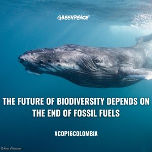 Image post by @Greenpeace on Twitter