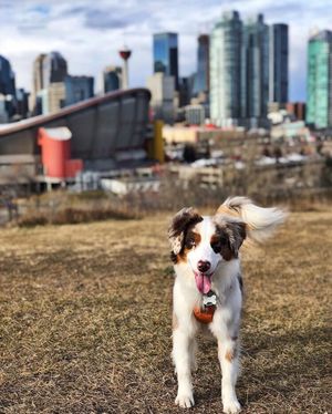 Image post by @cityofcalgary on Instagram