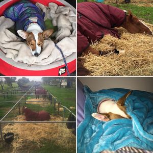 Image post by @snaffle_it on Instagram