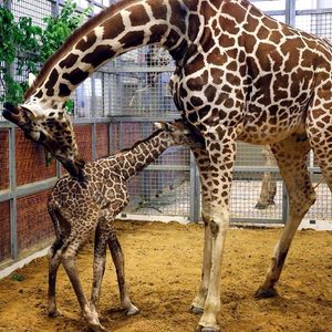 Image post by @animalplanet on Instagram