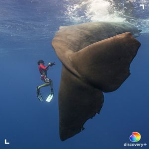 Image post by @discovery on Instagram