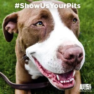 Image post by @animalplanet on Instagram