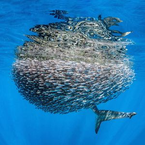 Image post by @discovery on Instagram