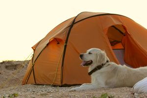 Image post by @triumphpetfood on Instagram