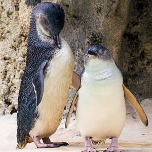 Image post by @animalplanet on Instagram