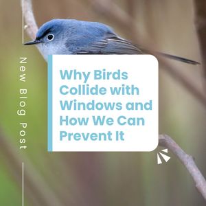 Image post by @featherfriendly on Instagram