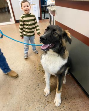 Image post by @spokhumanesoc on Instagram