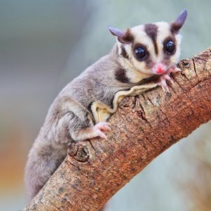 Image post by @animalplanet on Instagram