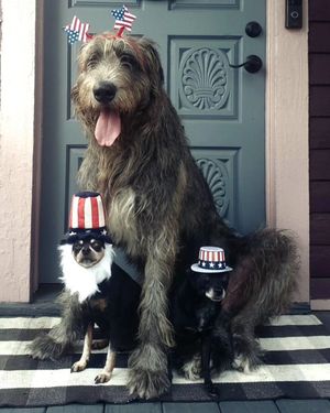 Image post by @thesavannahwolfhound on Instagram