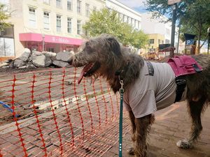 Image post by @thesavannahwolfhound on Instagram