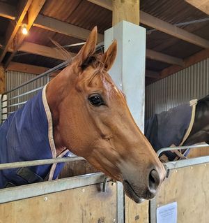 Image post by @thestableinfluencenz on Facebook