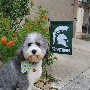 Image post by @msu_athletics on Instagram