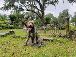 Image post by @thesavannahwolfhound on Instagram