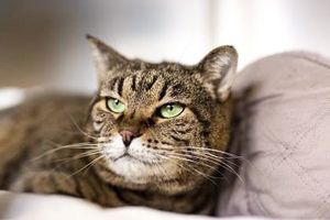 Image post by @spokhumanesoc on Instagram