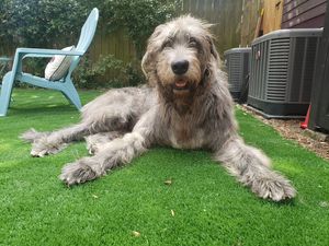 Image post by @thesavannahwolfhound on Instagram