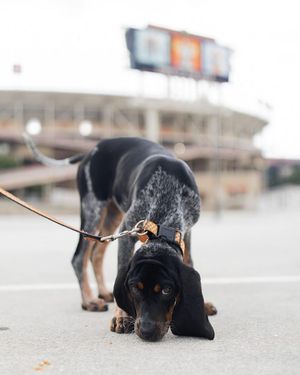 Image post by @barstooltenn on Instagram
