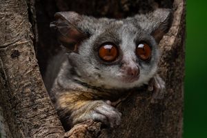 Image post by @AnimalPlanet on Twitter