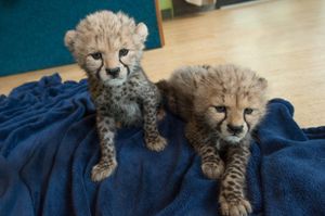Image post by @animalplanet on Instagram