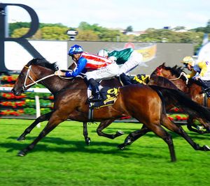 Image post by @australianturfclub on Instagram