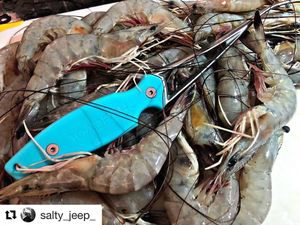 Image post by @toadfishoutfitters on Instagram