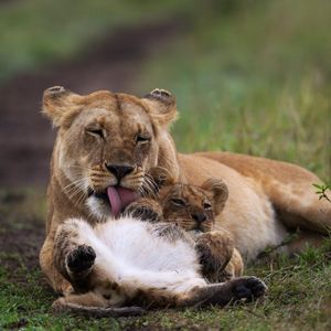 Image post by @animalplanet on Instagram