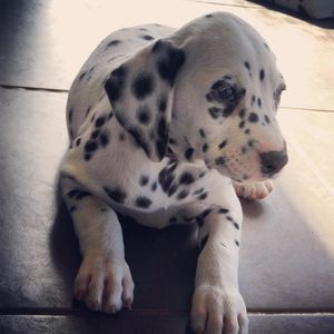 Image post by @snaffle_it on Instagram
