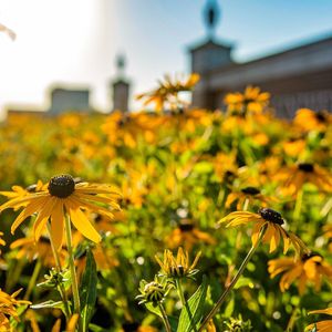 Image post by @officialsouthernmiss on Instagram