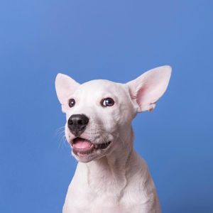 Image post by @animalplanet on Instagram